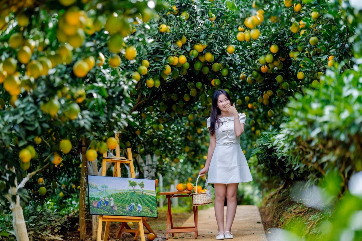 Nhờ đó, du khách không chỉ có trải nghiệm check-in mà còn được thưởng thức hương vị cam tươi ngon, vừa hái, vừa cảm nhận rõ vị ngọt thanh, thơm dịu của quả. Ảnh Vườn cam Ly