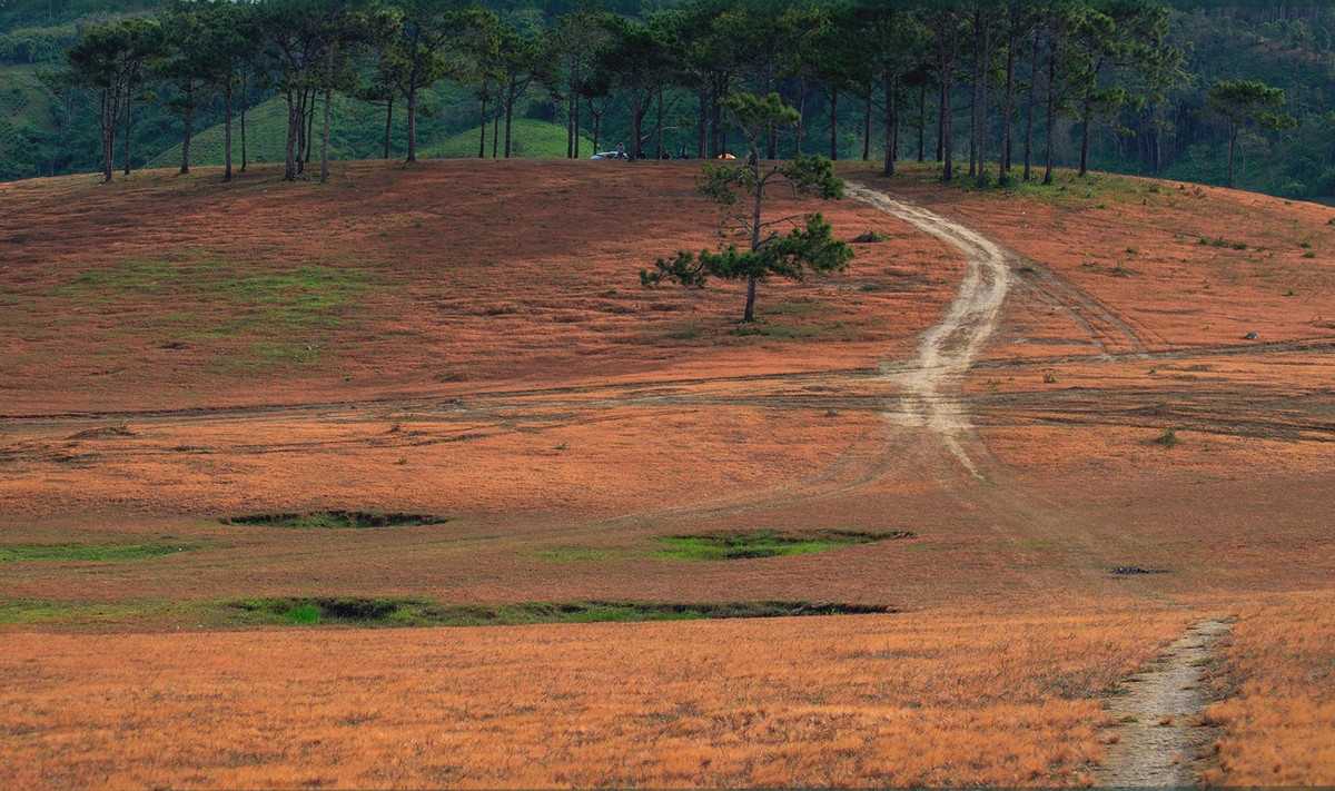 Khoảng 5-6h sáng là thời điểm lý tưởng để ngắm cỏ hồng và săn mây. Lúc này, sương đêm còn vương trên lá, tạo hiệu ứng như “cỏ tuyết”. Du khách có thể di chuyển bằng xe máy hoặc ôtô từ chân lên đỉnh đồi, hoặc để xe ven đường mòn và đi bộ vào sâu giữa rừng thông để tìm những góc check-in ấn tượng. Một số hồ nước nhỏ nằm giữa thảo nguyên cũng tạo nên trải nghiệm bình minh trọn vẹn và lãng mạn. Ảnh Internet