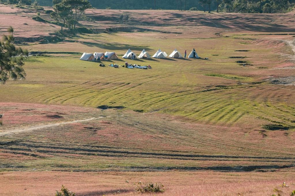 Masara nổi bật với diện tích cỏ hồng rộng lớn, phủ khắp sườn đồi, tạo nên khung cảnh tương phản với sắc xanh của rừng thông và mây trời. Ảnh CheckinVietnam