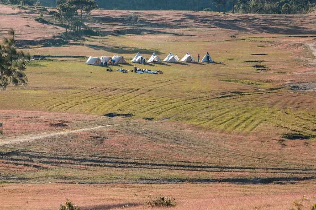 Masara nổi bật với diện tích cỏ hồng rộng lớn, phủ khắp sườn đồi, tạo nên khung cảnh tương phản với sắc xanh của rừng thông và mây trời. Ảnh CheckinVietnam