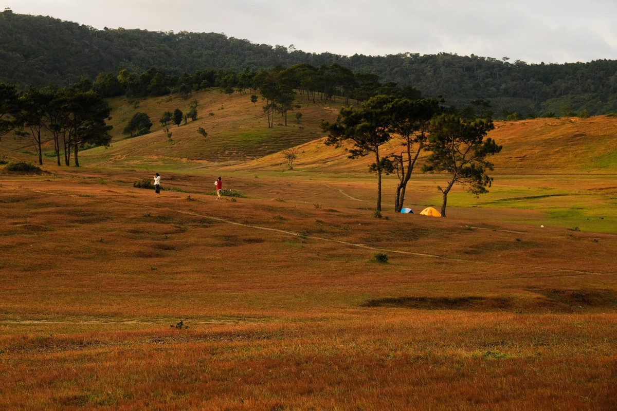 Một số bãi cỏ có màu đậm, gần như cháy nắng dưới ánh sáng trực tiếp của Mặt Trời, mang đến những góc chụp độc đáo. Mùa cỏ hồng kéo dài đến hết tháng 12, tùy theo điều kiện thời tiết mà có thể tàn sớm hoặc muộn hơn. Ảnh Uyên Trinh