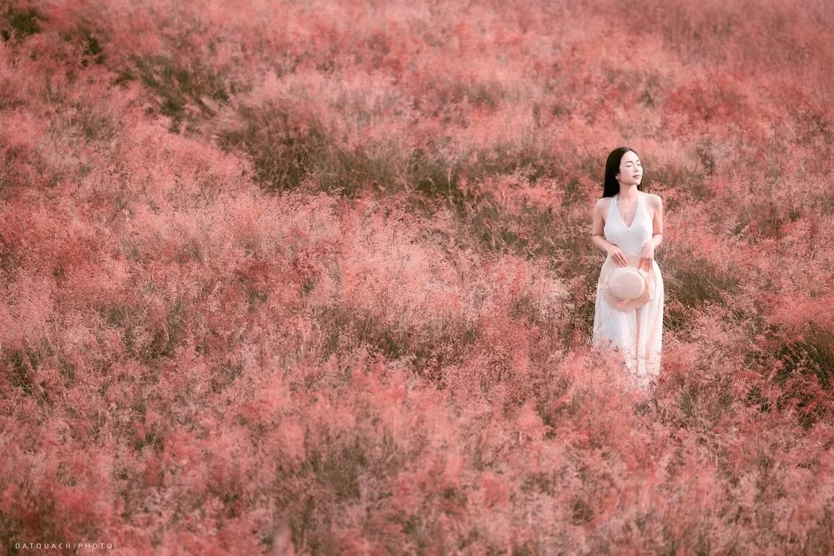 Đồi cỏ hồng xã Mường Sang đang vào mùa đẹp nhất, với màu hồng phớt mịn như lông chồn. Thời điểm lý tưởng để chụp ảnh là buổi sáng (8–10h) và hoàng hôn (15–17h). Vé tham quan từ 30.000 đồng. Ảnh Dat Quach