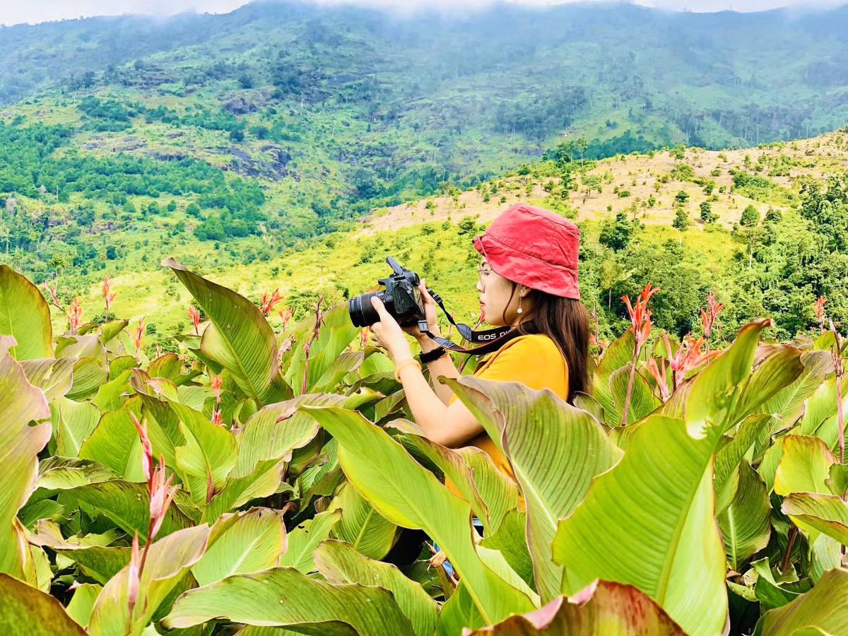 Cây dong riềng từ lâu đã trở thành loại cây đặc trưng, không chỉ mang lại nguồn lương thực, nguyên liệu chế biến miến dong nổi tiếng, mà còn làm nên mùa hoa rực đỏ, tô điểm thêm cho cảnh sắc núi rừng. Ảnh Trần Hiền