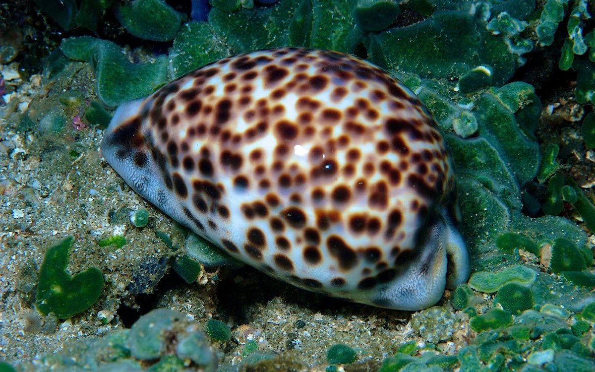 Nhờ điều kiện tự nhiên thuận lợi, nguồn thức ăn phong phú từ san hô và sinh vật phù du, ốc trinh nữ tại khu vực này có chất lượng thịt thơm ngon, săn chắc, được nhiều du khách và người sành ẩm thực đánh giá cao. Ảnh minh họa