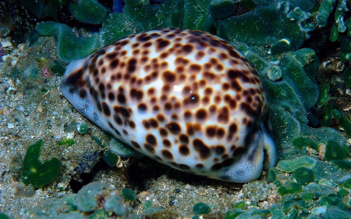 Nhờ điều kiện tự nhiên thuận lợi, nguồn thức ăn phong phú từ san hô và sinh vật phù du, ốc trinh nữ tại khu vực này có chất lượng thịt thơm ngon, săn chắc, được nhiều du khách và người sành ẩm thực đánh giá cao. Ảnh minh họa