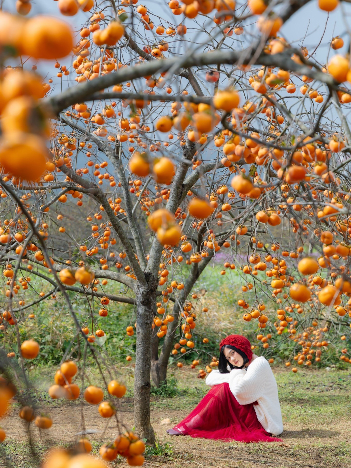 Cách Hà Nội khoảng 200 km, Mộc Châu nổi bật với khí hậu ôn hòa quanh năm và bốn mùa mang sắc thái riêng biệt. Đầu năm, những đồi chè xanh mướt hòa cùng hoa đào, hoa mận, hoa mơ và mai anh đào tạo nên bức tranh xuân rực rỡ. Đến giữa tháng 5, mùa mận chín, du khách có thể tham quan vườn, hái quả và ghi lại những khoảnh khắc đáng nhớ.