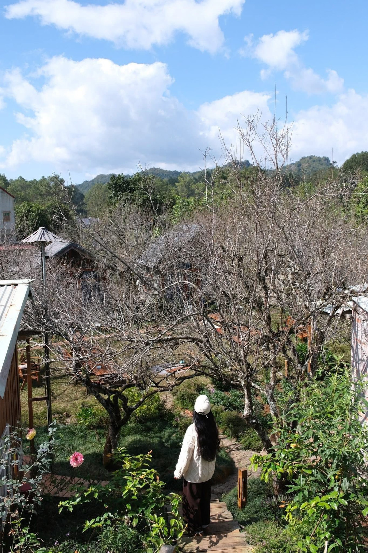 Mộc Châu mùa hoa nở luôn là điểm đến hấp dẫn với những ai muốn tận hưởng không gian thiên nhiên trong lành, ngắm cảnh và chụp ảnh “sống ảo”.