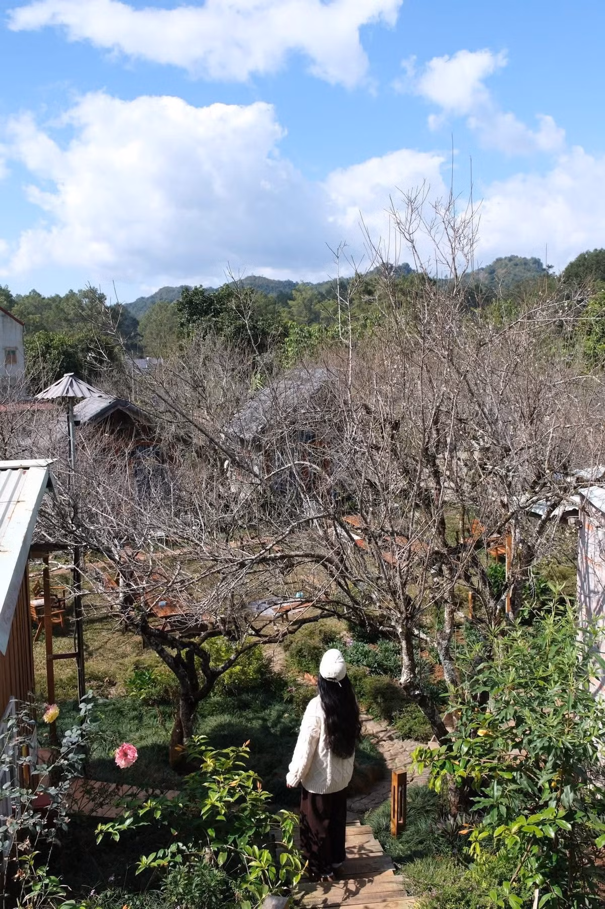 Mộc Châu mùa hoa nở luôn là điểm đến hấp dẫn với những ai muốn tận hưởng không gian thiên nhiên trong lành, ngắm cảnh và chụp ảnh “sống ảo”.