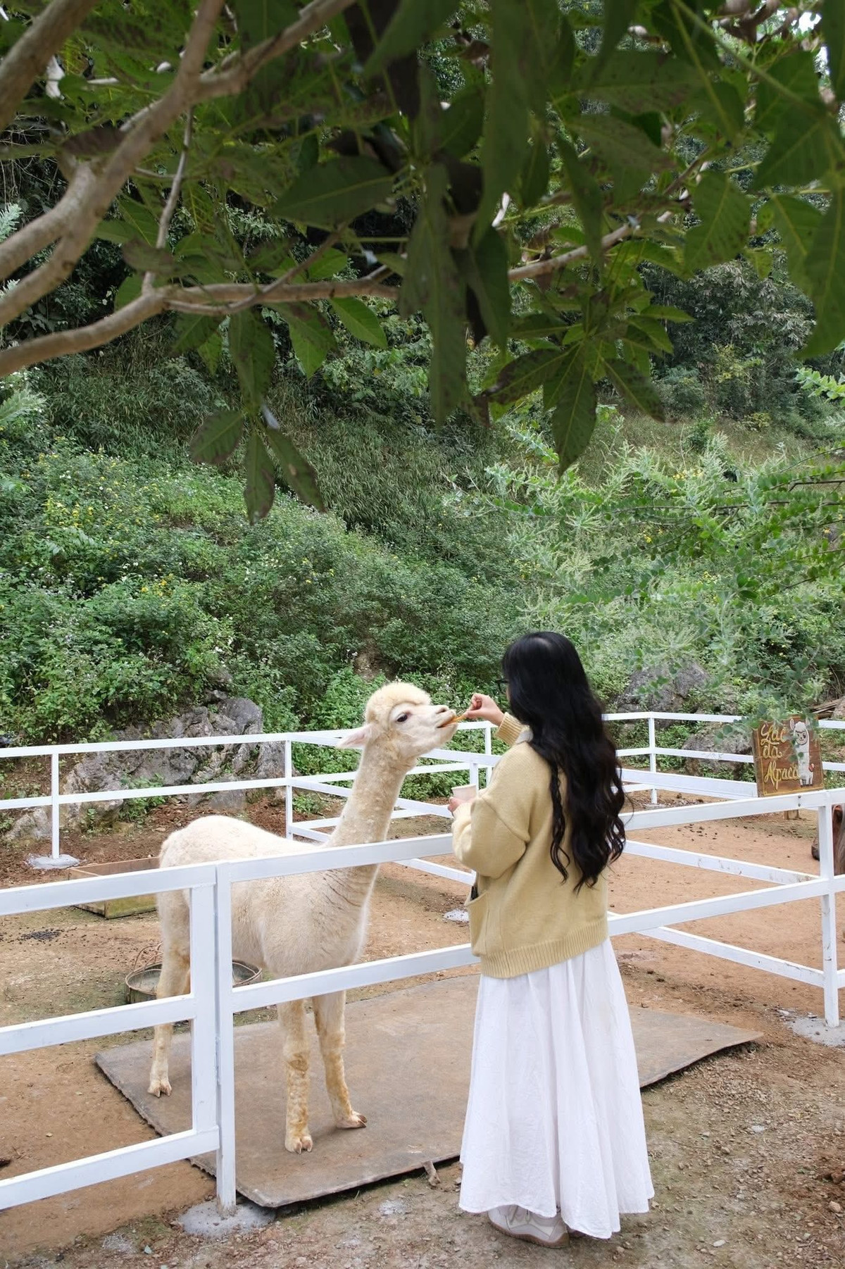 Du khách nên đặt trước phòng homestay và dịch vụ ăn uống để tránh thiếu chỗ hoặc không có đồ khi đến. Khi tham quan thác hoặc các vườn hoa, cần tuân thủ hướng dẫn, bảo vệ môi trường và giữ vệ sinh chung.