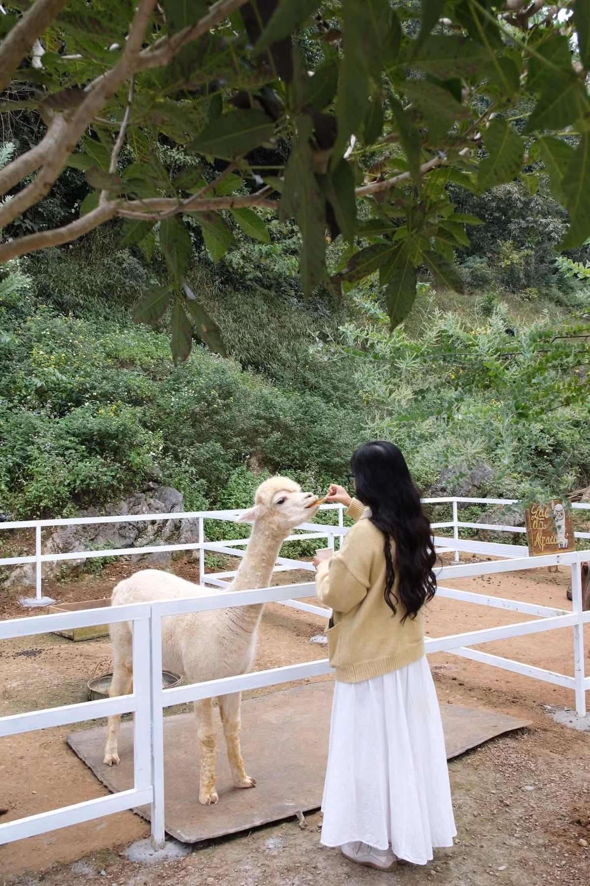 Du khách nên đặt trước phòng homestay và dịch vụ ăn uống để tránh thiếu chỗ hoặc không có đồ khi đến. Khi tham quan thác hoặc các vườn hoa, cần tuân thủ hướng dẫn, bảo vệ môi trường và giữ vệ sinh chung.