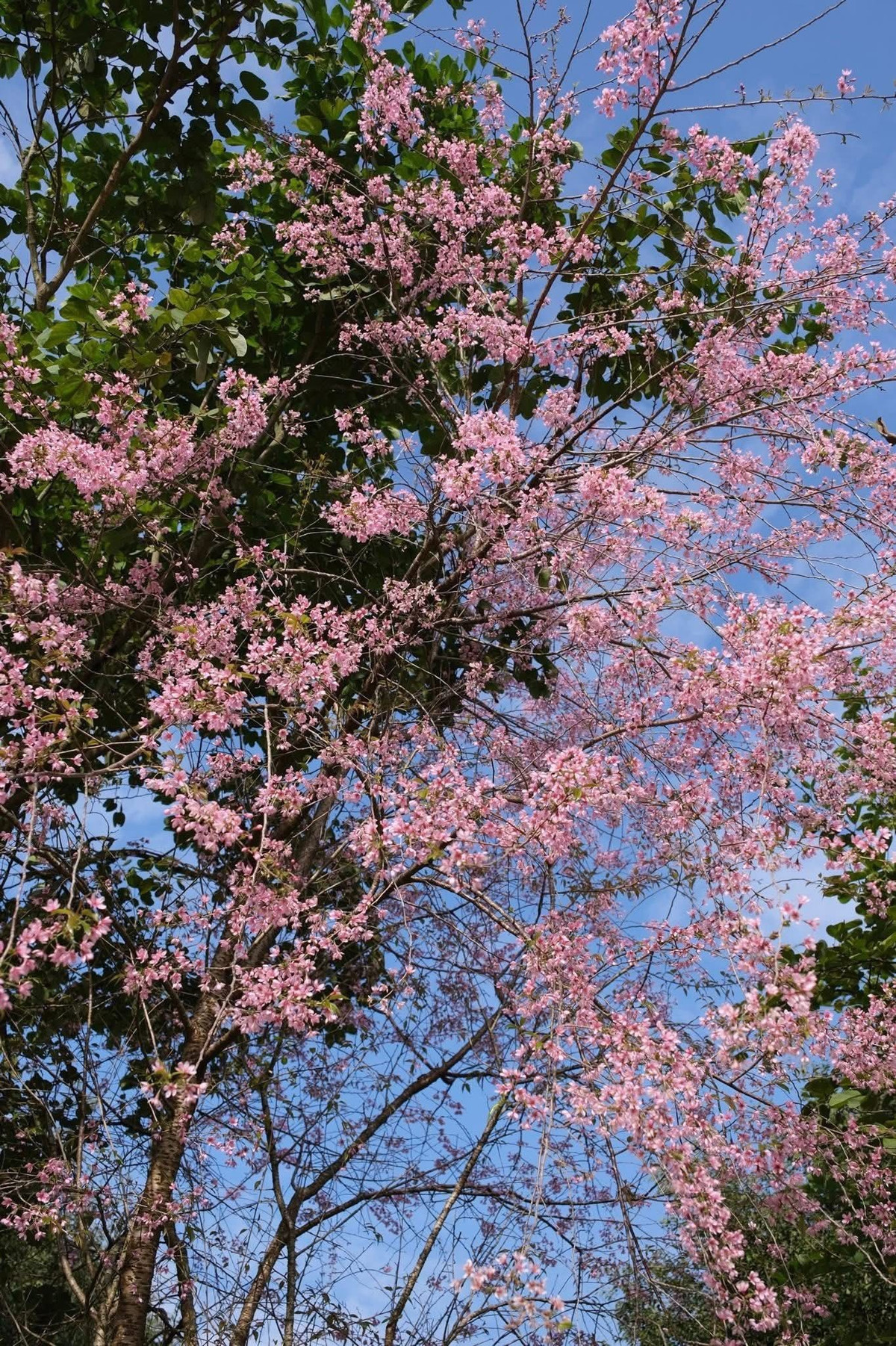 Mùa hoa ở Mộc Châu rực rỡ khắp nơi, từ hoa mận, hoa mơ đến hoa hồng, chỉ cần giơ máy lên là có ảnh đẹp. Di chuyển bằng xe máy thuận tiện, đặc biệt khi các điểm tham quan nằm gần nhau.