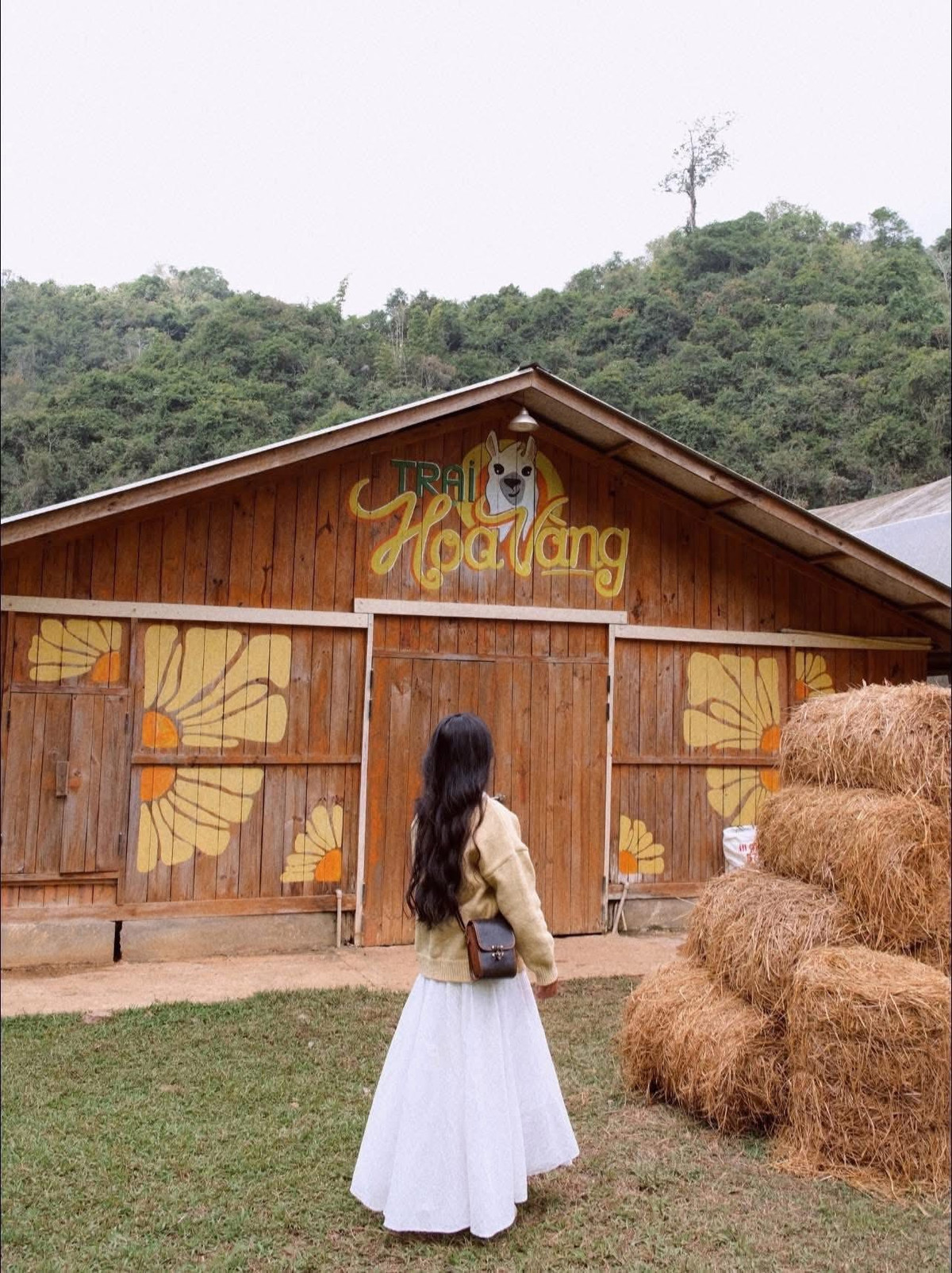 Điểm dừng chân đầu tiên là Trại Hoa Vàng, nơi du khách được gặp những chú ngựa cao lớn, chơi các trò chơi nhỏ và cho thú ăn.