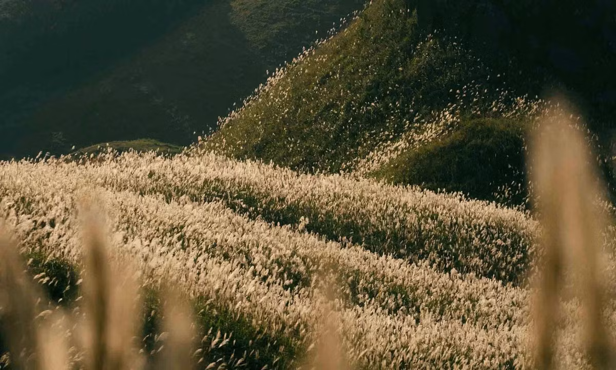 Chỉ cần một chiếc máy ảnh và chút đam mê khám phá, du khách sẽ mang về cho mình không chỉ những bức hình tuyệt đẹp mà còn là ký ức khó quên về vùng đất biên giới yên bình, tràn ngập sắc trắng của mùa cỏ lau. Ảnh Nguyễn Trí Thành