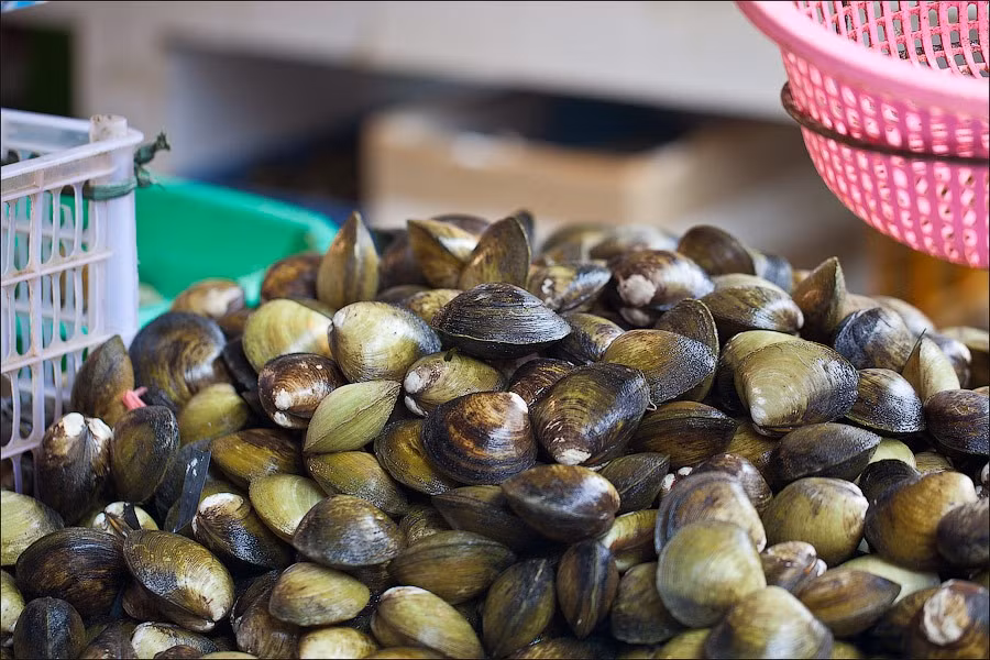 Mùa hè là thời điểm lý tưởng để thưởng thức vọp, khi độ mặn của nước cao, thịt vọp dày, săn và đậm đà hơn. Ảnh minh họa