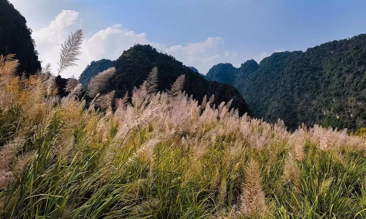 Mùa hoa lau không chỉ tô điểm cho danh thắng Tràng An mà còn biến nơi đây thành chốn dừng chân lý tưởng cho những du khách muốn tìm kiếm sự bình yên, tránh xa ồn ào phố thị. Giữa không gian núi non trùng điệp, sông nước trong veo và sắc trắng tinh khôi của lau, mỗi người đều có thể tìm thấy những giây phút thư thái, hòa mình cùng thiên nhiên.