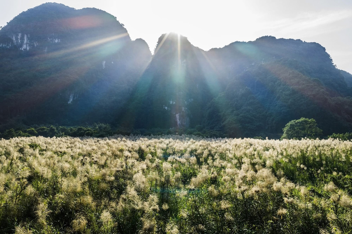 Để tận hưởng trọn vẹn không gian, du khách có thể thong dong đi bộ trên những con đường rợp trắng lau, hít thở không khí trong lành và thả mình giữa thiên nhiên. Từng bước chân chậm rãi sẽ giúp tâm hồn tĩnh lặng, xua tan những căng thẳng của cuộc sống thường nhật.