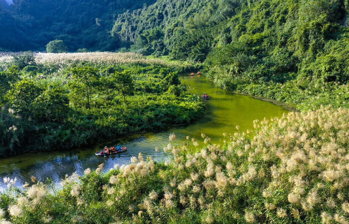 Mỗi cánh lau lay động trong gió, phản chiếu ánh nắng đầu ngày, tạo nên khung cảnh vừa thanh bình vừa tràn đầy sức sống. Sắc trắng tinh khôi của hoa nổi bật trên nền xanh của núi rừng và mặt nước, khiến du khách như lạc vào một miền cổ tích giữa đời thực.