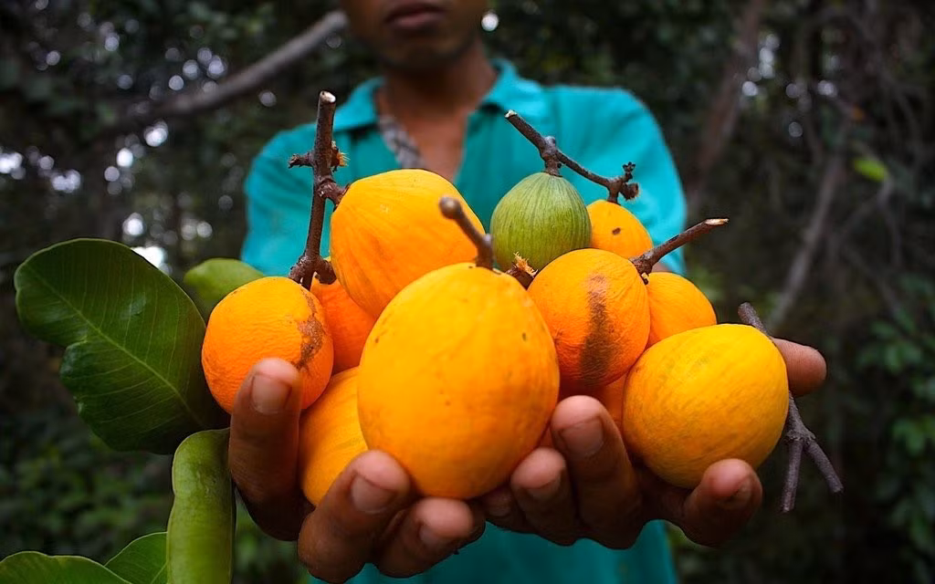 Cây gùi thường leo bám trên các thân cây lớn trong rừng, có thể cao hàng chục mét. Vì vậy, việc thu hái không hề dễ dàng. Người dân phải có kinh nghiệm leo trèo hoặc sử dụng dụng cụ chuyên dụng để kéo cành, tránh làm rụng những quả chưa chín. Ảnh greenbox