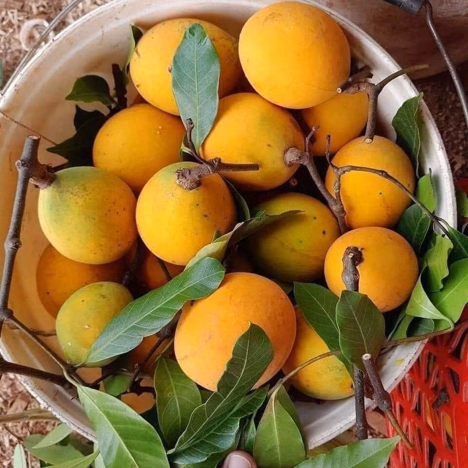 Không chỉ ăn tươi, quả gùi còn được biến tấu thành nhiều món hấp dẫn như dầm đường, lắc muối ớt hay xay sinh tố, phù hợp với khẩu vị của nhiều người. Ảnh Nhatnamvth