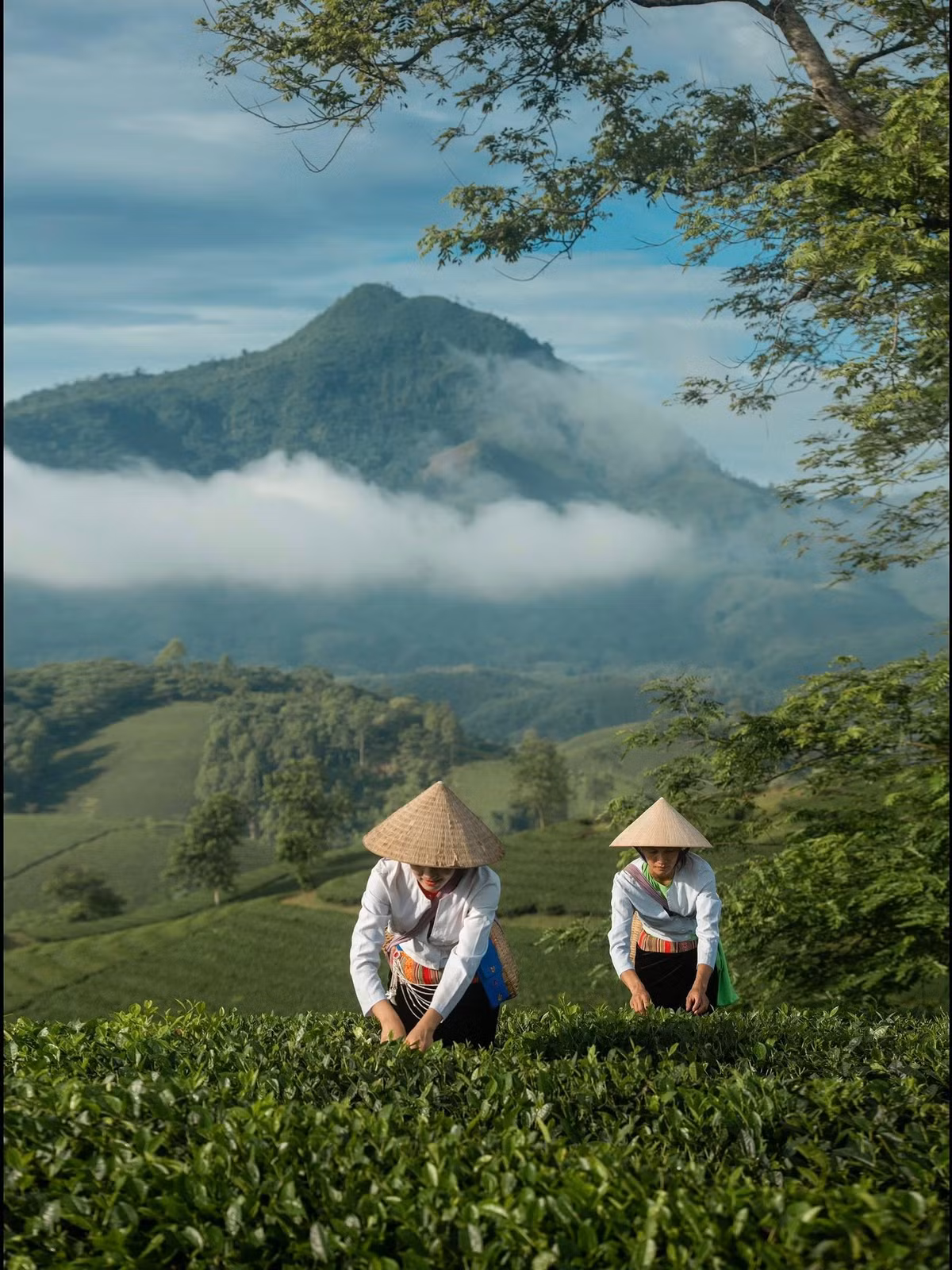 Nhiều người còn thuê flycam để có được góc nhìn toàn cảnh từ trên cao – nơi những đồi chè tròn như chiếc nón úp san sát nhau tạo thành họa tiết độc đáo hiếm có. Ảnh Đức Ngô