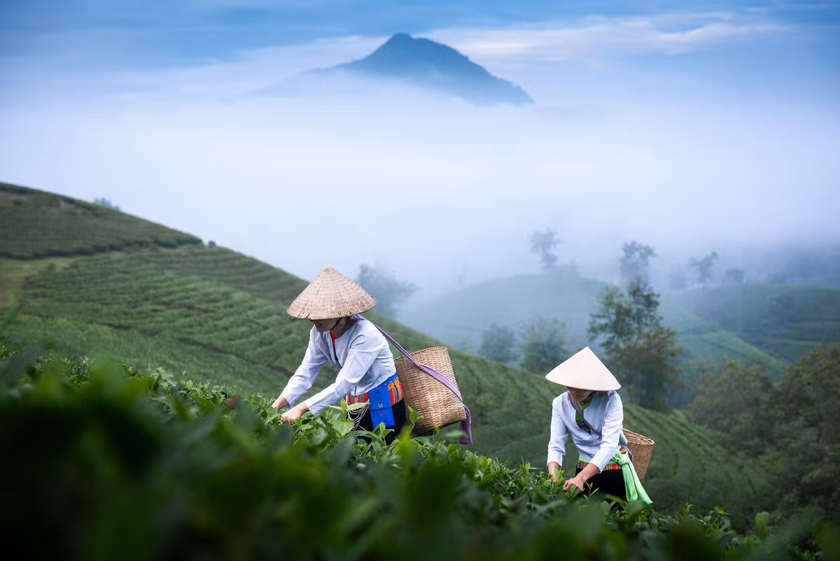 Một số hộ dân sẵn sàng đón khách vào tận nương chè nếu được hỏi trước lịch sự. Ngoài ra, bạn cũng có thể thuê “hướng dẫn viên bản địa” – những người nắm rõ vị trí đồi đẹp, giờ ánh sáng lý tưởng và hỗ trợ chụp hình nếu cần. Ảnh Đức Ngô