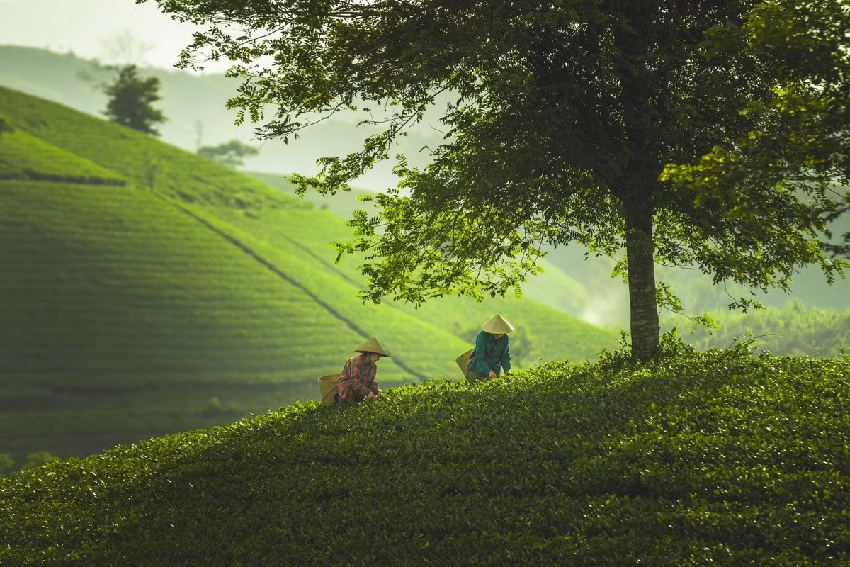 Theo kinh nghiệm của nhiều du khách, thời điểm lý tưởng nhất để check-in đồi chè Long Cốc là vào mùa thu, cụ thể từ tháng 9 đến tháng 11. Khi đó, những luống chè xanh non, tươi tắn, trời trong và không khí se lạnh. Đặc biệt, sớm tinh mơ (khoảng 5h30–7h), cả khu đồi được phủ bởi lớp sương mỏng, ánh nắng nhẹ chiếu qua tạo nên khung cảnh lãng đãng, như trong phim cổ tích. Ảnh Đức Ngô