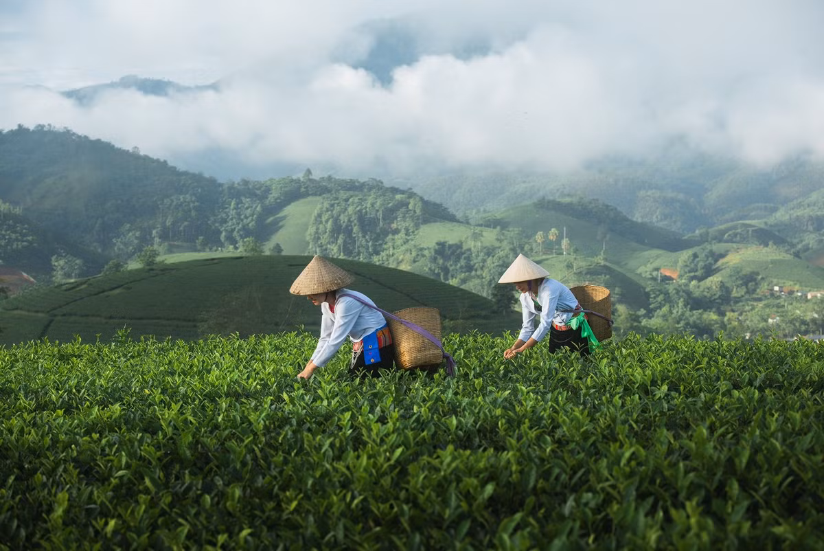 Để chuyến đi trọn vẹn, du khách nên chuẩn bị kỹ trang phục và vật dụng cá nhân. Màu sáng như trắng, vàng, đỏ… sẽ nổi bật trên nền xanh của chè. Nên đi giày thể thao hoặc sandal đế bám để tiện di chuyển trên đường đất và dốc. Ngoài ra, đừng quên mang theo máy ảnh hoặc điện thoại pin đầy, thẻ nhớ trống, và thuốc xịt chống côn trùng nếu đi sớm. Ảnh Đức Ngô