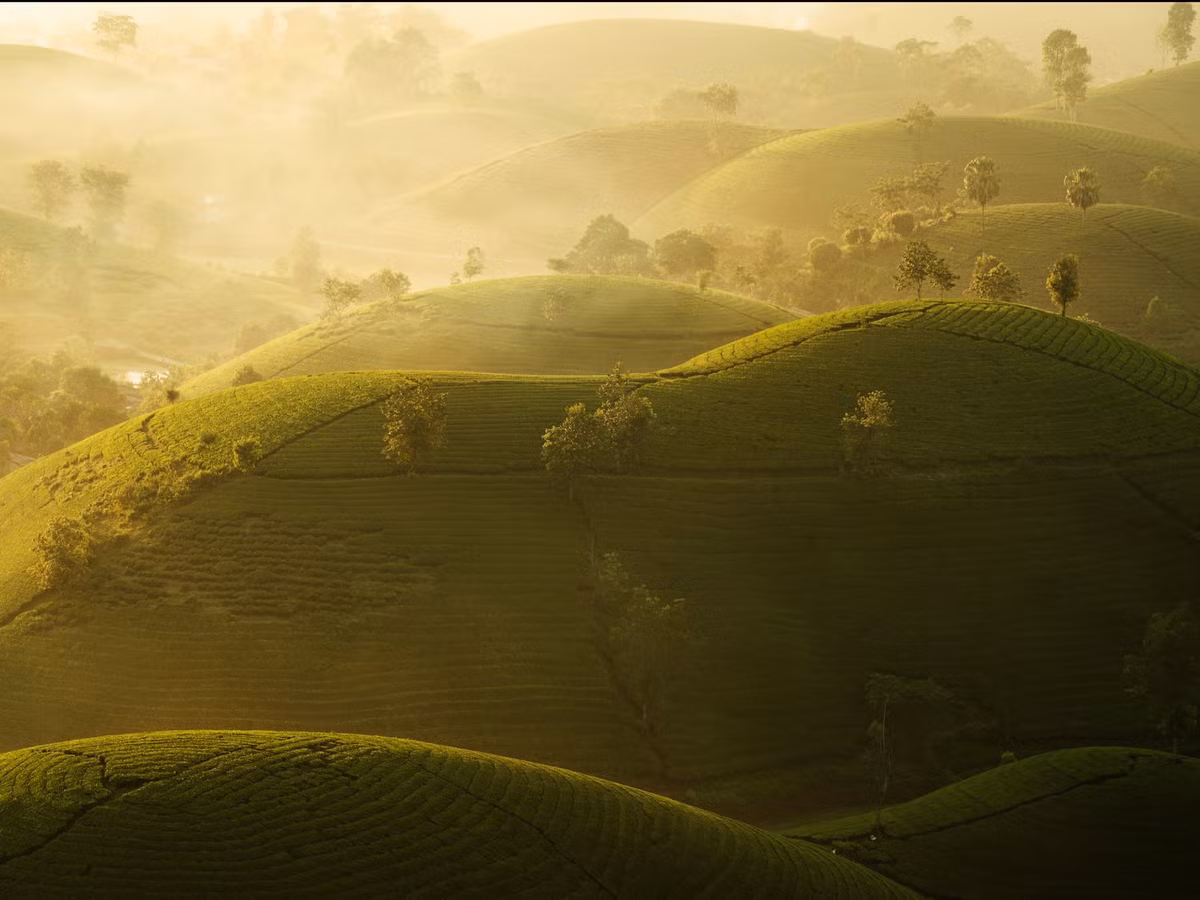 Từ Hà Nội, du khách có thể đi ô tô hoặc xe máy trong khoảng 3–3,5 tiếng. Lộ trình thuận tiện nhất là theo đại lộ Thăng Long – Xuân Mai – quốc lộ 32 – Thanh Sơn – Tân Sơn – Long Cốc. Google Maps có thể dẫn đến thẳng điểm “Đồi chè Long Cốc”. Nếu không rõ, du khách có thể hỏi đường đến UBND xã Long Cốc rồi theo chỉ dẫn hoặc hỏi người dân bản địa để đến đồi chè. Ảnh Đức Ngô