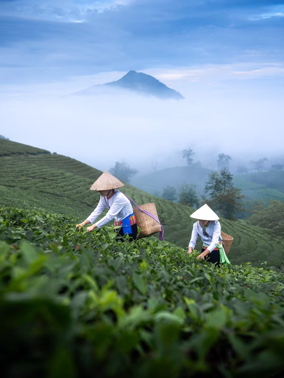 Ngoài ra, buổi chiều muộn (16h–17h30) cũng là thời điểm lý tưởng để ngắm hoàng hôn buông nhẹ trên những ngọn đồi. Góc chụp đẹp nhất là tại Đồi Bông (sáng sớm) và Móng Ngựa (chiều tà), nơi ánh sáng tự nhiên khiến bức ảnh trở nên sống động, chân thực. Ảnh Đức Ngô