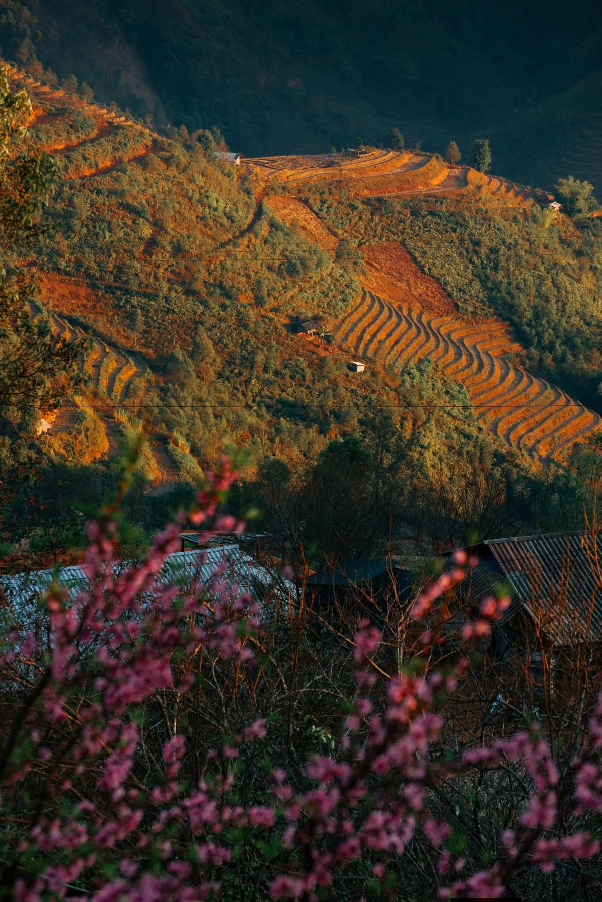 Đến Xím Vàng dịp cuối năm, du khách không chỉ được ngắm hoa mà còn có cơ hội cảm nhận trọn vẹn không khí Tết sớm của đồng bào H’Mông. Đó là những ngôi nhà gỗ đơn sơ treo cờ đỏ trước hiên, là mâm củi xếp gọn bên vách, là nếp sinh hoạt bình dị gắn bó với núi rừng. Tất cả tạo nên một Xím Vàng rất thật, rất gần, khiến người ta chỉ muốn sống chậm lại để tận hưởng.