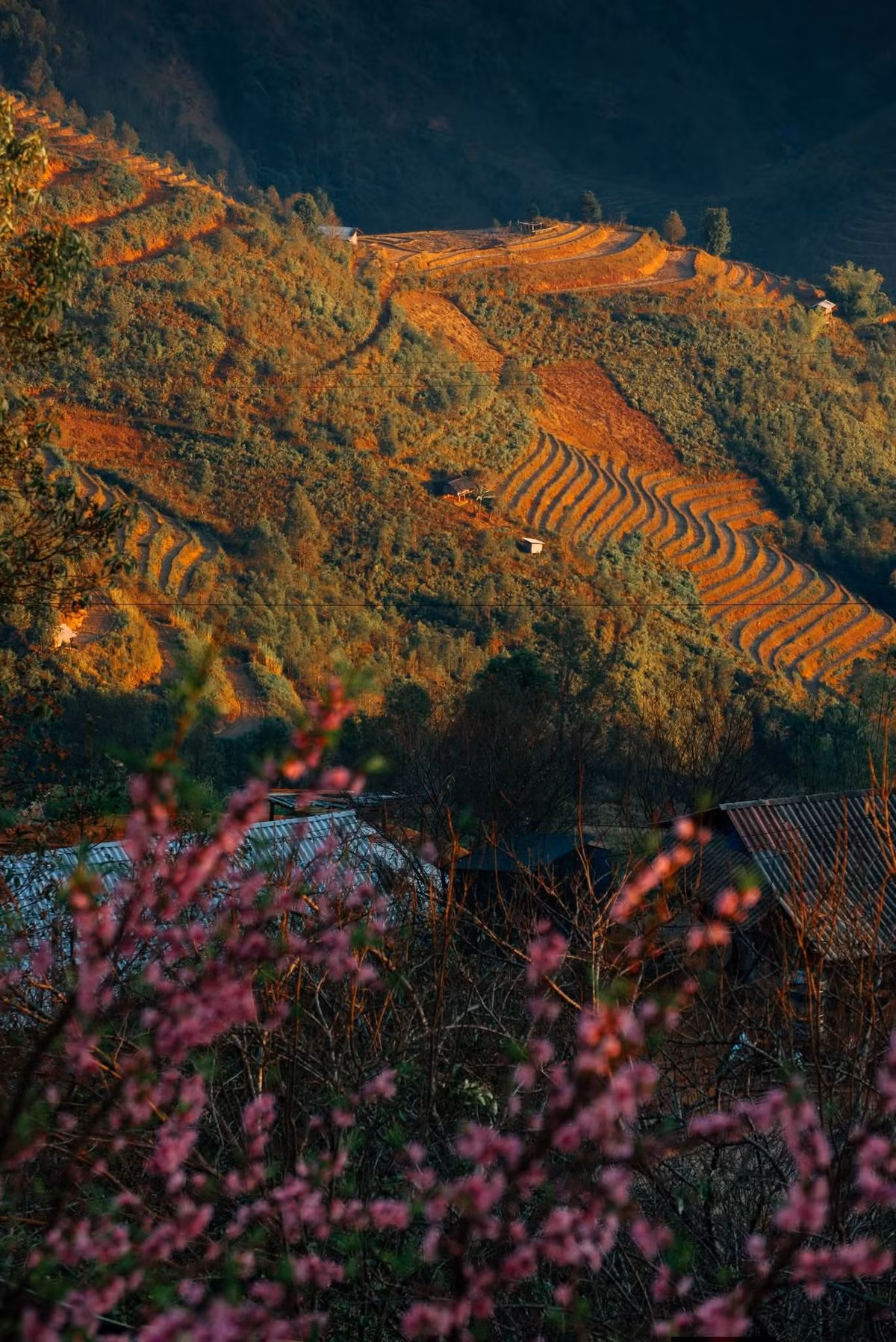 Đến Xím Vàng dịp cuối năm, du khách không chỉ được ngắm hoa mà còn có cơ hội cảm nhận trọn vẹn không khí Tết sớm của đồng bào H’Mông. Đó là những ngôi nhà gỗ đơn sơ treo cờ đỏ trước hiên, là mâm củi xếp gọn bên vách, là nếp sinh hoạt bình dị gắn bó với núi rừng. Tất cả tạo nên một Xím Vàng rất thật, rất gần, khiến người ta chỉ muốn sống chậm lại để tận hưởng.