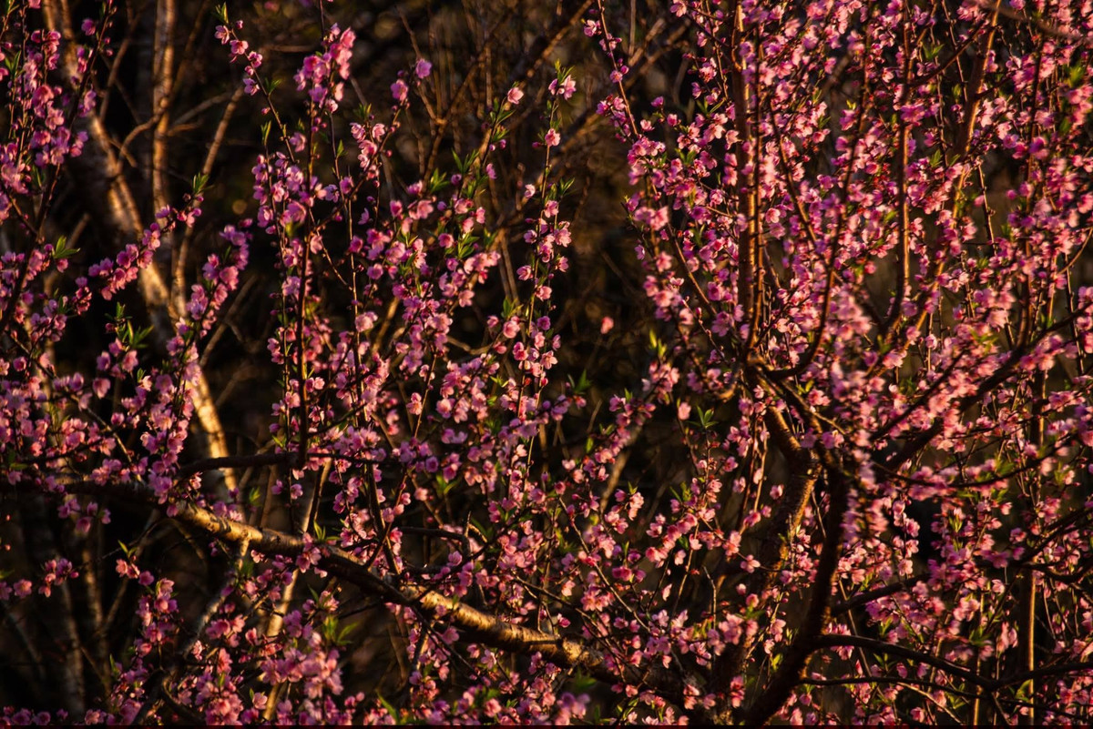 Không quá nổi tiếng như Mộc Châu hay Sa Pa, Xím Vàng vẫn giữ được vẻ đẹp thuần khiết, chưa bị du lịch hóa. Chính điều đó khiến nơi đây trở thành điểm đến lý tưởng cho những ai muốn tìm về thiên nhiên, tìm một mùa Xuân mộc mạc giữa núi rừng Tây Bắc.