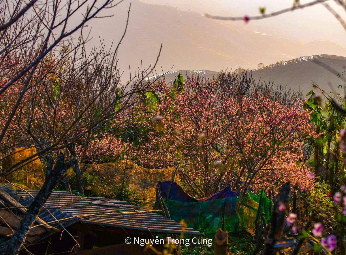 Những ngày cuối năm, đào rừng Xím Vàng nở rộ, phủ hồng khắp bản làng người H’Mông. Hoa không dày cánh, không rực rỡ phô trương như đào trồng dưới xuôi, mà mang vẻ đẹp mộc mạc, tinh khôi. Cánh hoa mỏng manh rung rinh trong nắng chiều, nổi bật trên nền xanh trầm của núi rừng, tạo nên một bức tranh mùa Xuân rất riêng của Xím Vàng.