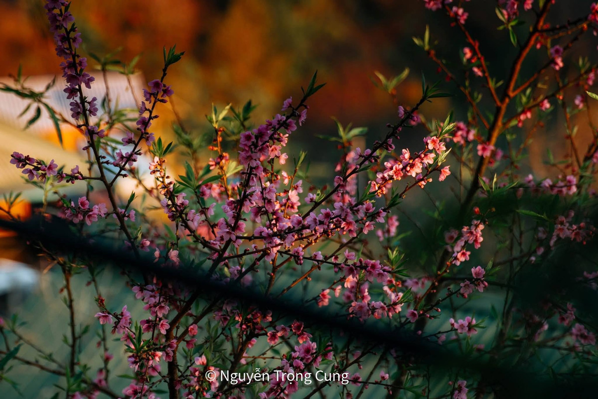 Đào rừng ở đây mọc tự nhiên, xen lẫn trong nương rẫy, ven suối, bên hiên nhà. Có cây đã già, thân xù xì, cành khẳng khiu nhưng mỗi độ Tết đến Xuân về lại bật lên những chùm hoa hồng phấn dịu dàng, báo hiệu một năm mới đang gõ cửa. Dưới tán đào, nhịp sống của người dân vẫn chậm rãi trôi: người đàn ông H’Mông cần mẫn bên nông sản, những đứa trẻ ngồi trước hiên nhà, tiếng chó sủa vang vọng giữa chiều muộn vùng cao.