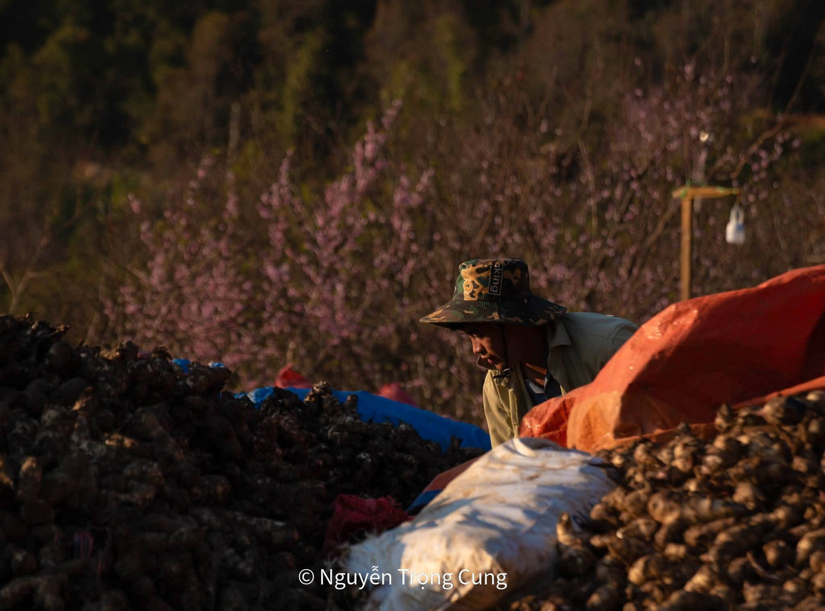 Cuối năm, nếu muốn trốn khỏi nhịp sống vội vã nơi phố thị, hãy thử một lần về Xím Vàng, đứng dưới tán đào rừng bung nở, hít hà mùi gió núi và lắng nghe mùa Xuân đang thì thầm giữa đại ngàn.