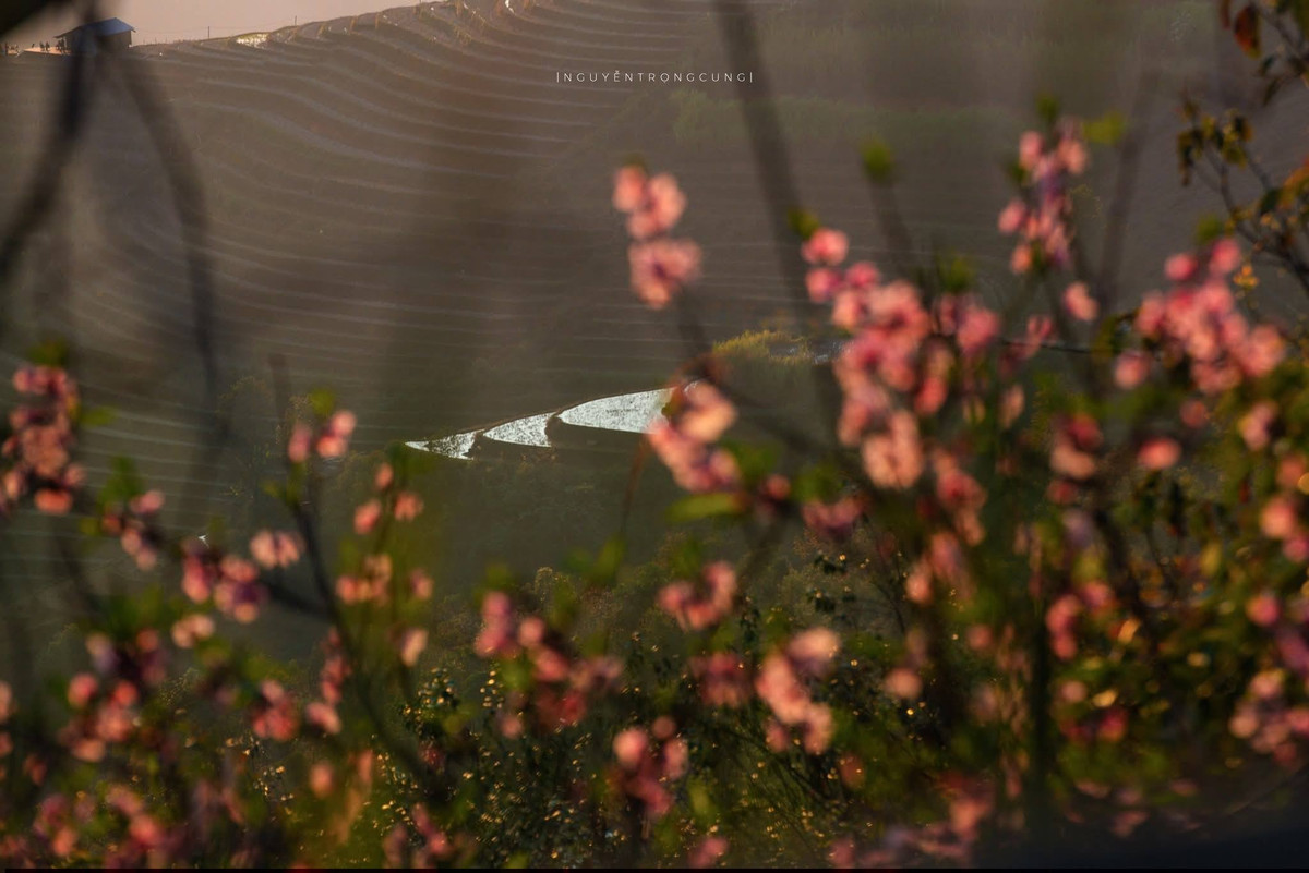 Không chỉ có hoa đào, Xím Vàng còn cuốn hút bởi vẻ đẹp nguyên sơ của thiên nhiên. Những buổi sớm, sương giăng bảng lảng trên các sườn núi, ruộng bậc thang hiện ra mờ ảo trong làn mây mỏng. Khi nắng lên, cả không gian bừng sáng, sắc hồng của đào hòa cùng sắc xanh của rừng, sắc vàng của nắng, tạo nên khung cảnh vừa hùng vĩ vừa thơ mộng.