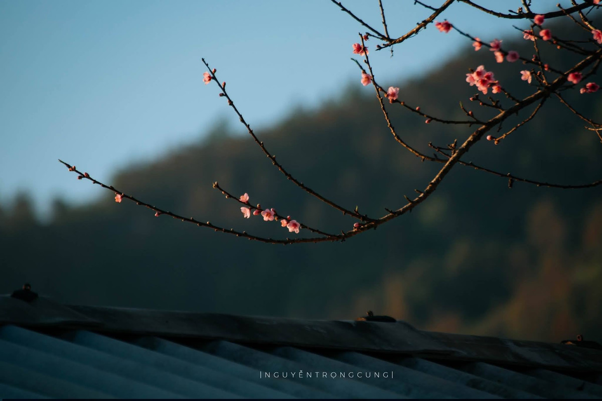 Từ trung tâm xã Tà Xùa, du khách vượt quãng đường khoảng 20km quanh co, uốn lượn giữa những triền núi để đến Xím Vàng. Con đường nhỏ men theo sườn núi mở ra khung cảnh đặc trưng của vùng cao, những thửa ruộng bậc thang xếp tầng mềm mại, ánh nắng cuối ngày nhuộm vàng sườn đồi, thấp thoáng mái nhà lợp tôn, lợp gỗ nép mình giữa rừng cây và hoa đào.