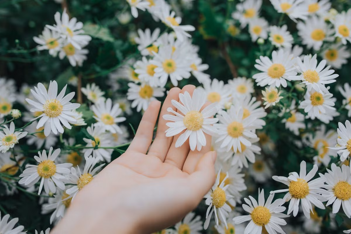 Du khách cần giữ gìn vệ sinh, không bẻ hoa hay giẫm lên gốc để bảo vệ vườn hoa lâu dài. Ảnh Dương Phụng