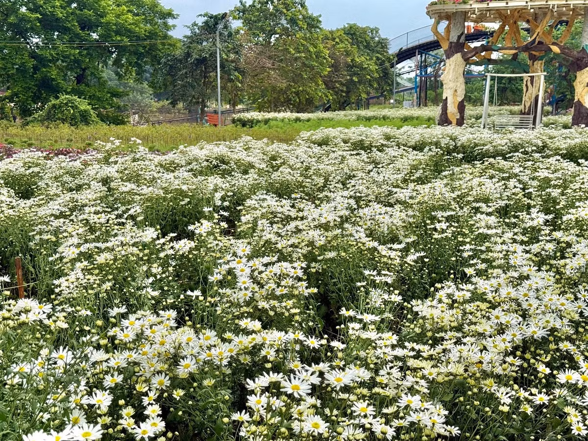 Những ngày này, các vườn hoa cúc họa mi tại Nhật Tân, Vườn hoa Tây Hồ,... đều khoe sắc, thu hút hàng nghìn người đến ngắm và chụp ảnh lưu niệm. Ảnh Vườn Hoa Bãi Đá Sông Hồng