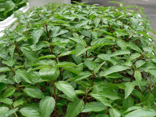 Tại một số thị trường như Nhật Bản hay các cửa hàng thực phẩm châu Á ở châu Âu, rau đay được tiêu thụ như một loại rau giàu dinh dưỡng, phù hợp với xu hướng ăn uống lành mạnh. Giá bán tại các kênh bán lẻ này thường cao hơn đáng kể so với trong nước, đặc biệt với sản phẩm nhập khẩu hoặc đạt tiêu chuẩn hữu cơ. Ảnh TPDX