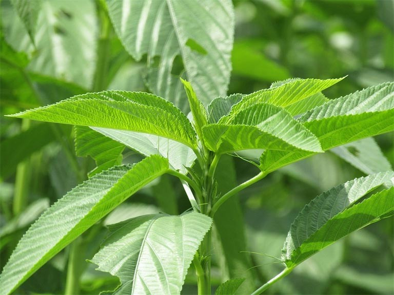 Rau đay (tên khoa học Corchorus olitorius, còn gọi là jute leaves) là loại thực phẩm phổ biến tại nhiều quốc gia châu Á, Trung Đông và châu Phi. Ảnh Internet