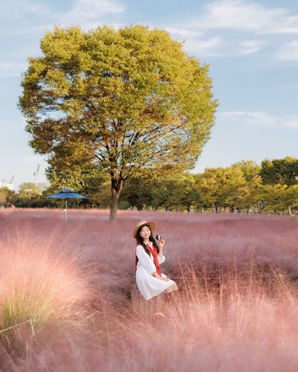 Mùa thu Hàn Quốc vốn đã nổi tiếng với lá vàng, lá đỏ, nay thêm sắc hồng dịu dàng của Misa Gyeongjeong càng khiến khung cảnh thêm quyến rũ. Ảnh IG_ mimm_taste
