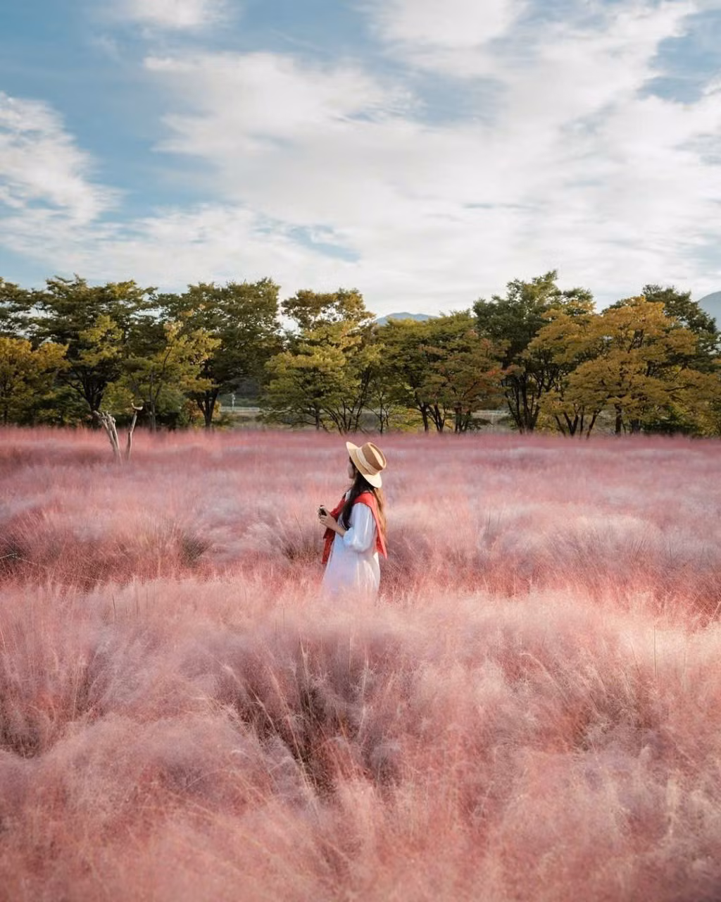 Mỗi độ thu về, xứ sở kim chi lại khoác lên mình tấm áo lãng mạn, và một trong những “tọa độ sống ảo” được giới trẻ Hàn Quốc cũng như du khách quốc tế săn đón chính là công viên Misa Gyeongjeong, thành phố Hanam, tỉnh Gyeonggi-do. Ảnh IG_ mimm_taste
