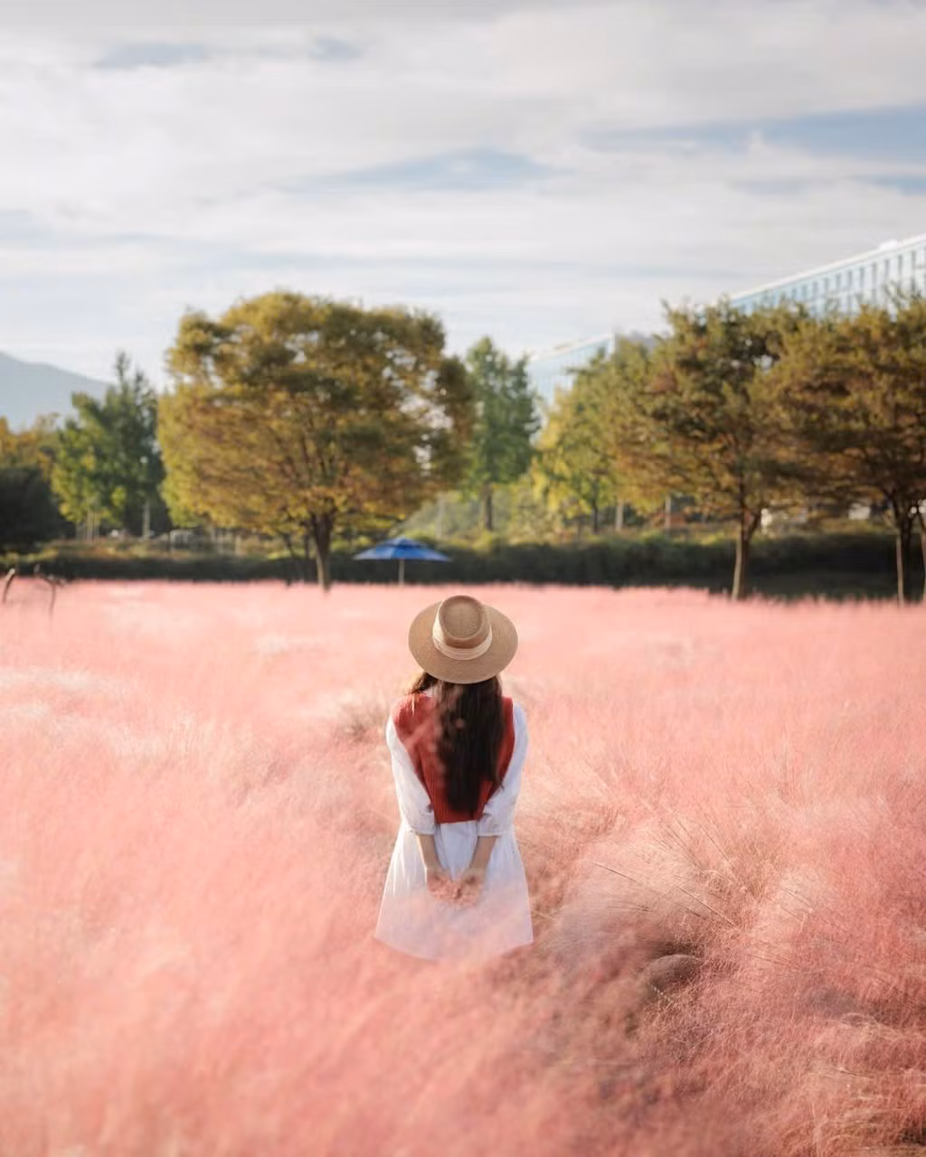 Hàng ngàn bông cỏ nhỏ li ti đung đưa theo gió, ánh nắng chiều buông xuống càng khiến khung cảnh trở nên huyền ảo. Ảnh IG_ mimm_taste