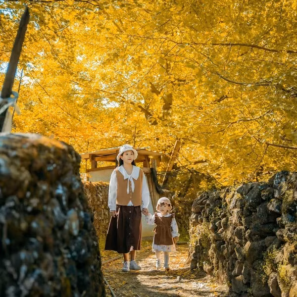 Vào cuối thu, từ tháng 9 đến tháng 12, sắc vàng dường như tràn ngập khắp các con đường làng, trên nền cao nguyên xanh mướt, khiến du khách chỉ muốn dừng bước để chiêm ngưỡng và ghi lại những bức ảnh lưu giữ khoảnh khắc kỳ diệu này. Ảnh KimLienTravel