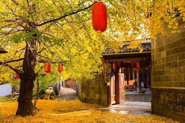 Đến làng Ngân Hạnh Đằng Xung vào mùa thu, lạc bước giữa những con đường vàng óng, hít căng lồng ngực không khí trong lành, lắng nghe tiếng lá rì rào trong gió, bạn sẽ cảm nhận trọn vẹn vẻ đẹp mộng mơ của vùng cao nguyên Vân Nam – một điểm dừng chân lý tưởng cho những tâm hồn yêu thiên nhiên và khao khát trải nghiệm. Ảnh Kim Lien Travel