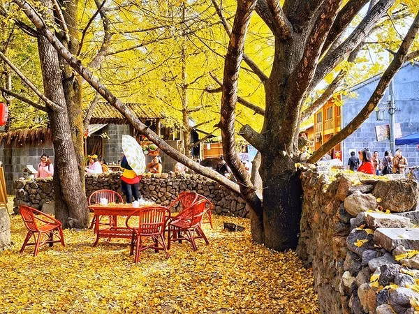 Thời điểm lý tưởng để ghé thăm làng Ngân Hạnh là vào mùa thu, khí hậu mát mẻ, dễ chịu, đặc biệt từ cuối tháng 9 đến tháng 12 khi cây bạch quả chuyển lá vàng rực rỡ. Du khách nên chuẩn bị trang phục ấm áp, đặc biệt cho buổi sáng sớm và chiều tối, đồng thời đặt tour trước để đảm bảo lịch trình thuận lợi và giá cả ưu đãi. Ảnh Kim Lien Travel