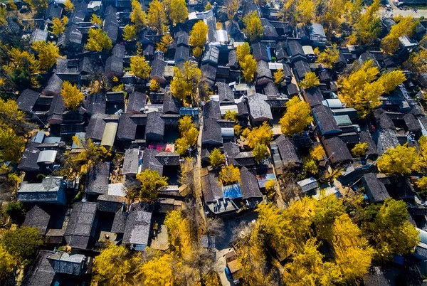 Nếu đang tìm kiếm một hành trình du lịch mùa thu đậm chất thơ, làng Ngân Hạnh Đằng Xung, hay còn gọi là Làng Bạch Quả Đằng Xung, tại tỉnh Vân Nam, Trung Quốc, là lựa chọn lý tưởng. Ảnh KimLienTravel