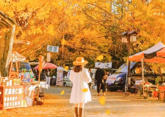 Mùa thu là thời điểm đẹp nhất để đến thăm làng Ngân Hạnh. Những cây bạch quả rợp lá vàng rực rỡ, tán lá xếp thành lớp, ánh nắng xuyên qua tạo nên một bức tranh thiên nhiên lộng lẫy. Ảnh Luhanhvietnam