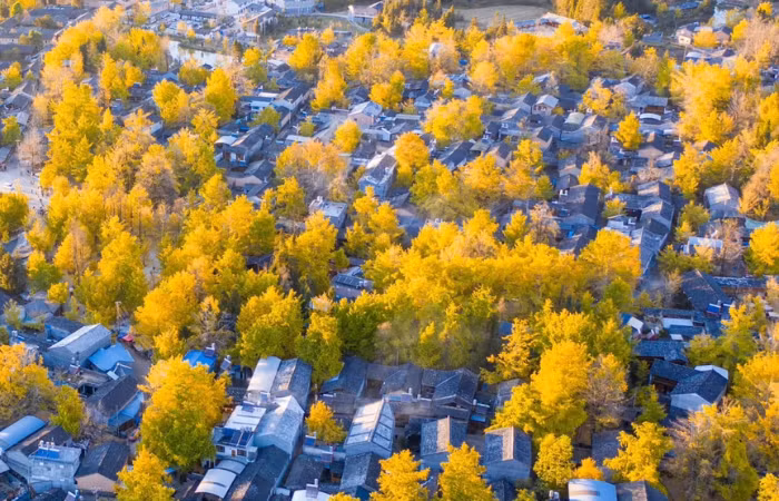 Nằm cách thành phố Côn Minh khoảng 400 km, nơi đây nổi bật với những hàng cây ngân hạnh cổ thụ hàng trăm năm tuổi, khoác lên mình tấm áo vàng óng vào mỗi dịp thu về, tạo nên cảnh sắc như trong tranh vẽ. Ảnh dulichhhoangha